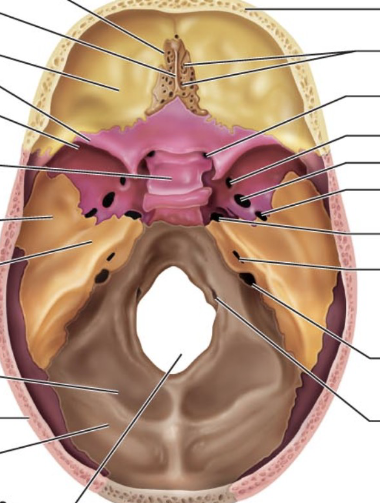 <p>Where in this pic in the anterior cranial fossa?</p>