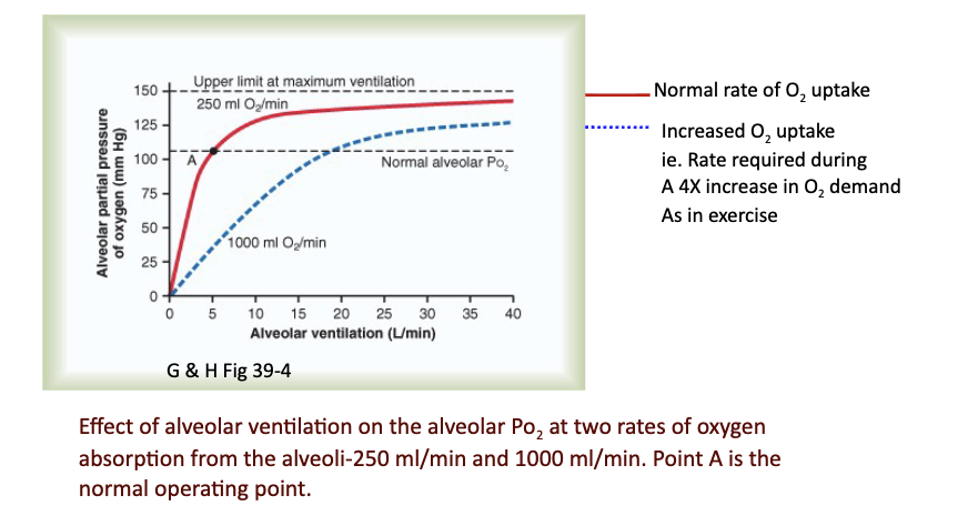 <p><br>It depends on the <strong>balance</strong> between:</p><ul><li><p>O₂ diffusion into blood</p></li><li><p>New O₂ entering due to ventilation</p></li></ul><p>Slide includes graph of effect of ventilation and different O₂ absorption rates (250 vs 1000 mL/min).</p><p>JW Hy: Red line is that if I decrease&nbsp;alveolar ventilation to 4 liters per minute—> fall in my partial pressure, because I'm not bringing in&nbsp;as much air as I need to support normal resting O2 uptake.</p><p></p><p>If I ventilate more&nbsp;&nbsp;than what I need, —> not changing my metabolism, —> then increase the partial pressure of O2 in the lungs.</p><p></p>