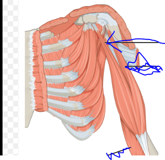 <p>Origin - Coracoid process of scapula</p><p>Insertion - Radial tuberosity of radius</p><p>Action - Flexion at the shoulder and elbow</p><p></p>