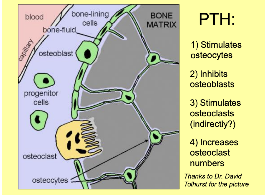 <ol><li><p>lay down organic matrix of bone</p><ul><li><p>→ composed of collagen and proteoglycans</p></li></ul></li><li><p>Calcium phosphate salts precipitate on the collagen fibres</p></li><li><p>ultimately→ form<strong> hydroxapatite</strong>&nbsp;crystals&nbsp;Ca10(PO4)6(OH)2</p></li><li><p>Some osteoblasts become trapped within the bone and become→<strong> osteocytes</strong></p></li></ol><p></p>
