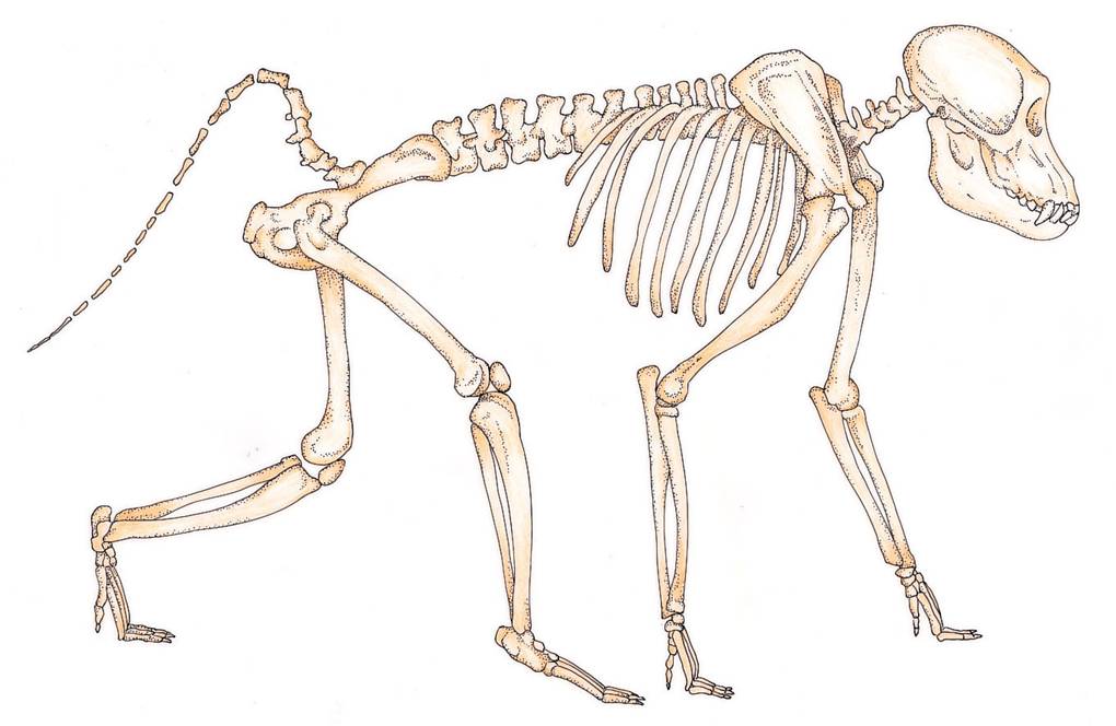 <ul><li><p><span>Torso&nbsp;is narrow from side-to-side and deep from front-to-back.&nbsp;</span></p></li><li><p><span>Long torso has more lumbar (lower back) vertebrae and ends in a tail (caudal vertebrae); quadrupeds &amp; leapers.</span></p></li><li><p><span>Shoulder joint is located in front of the torso&nbsp;and the shoulder blade drops down on&nbsp;the side of the torso.</span></p></li></ul><p></p>