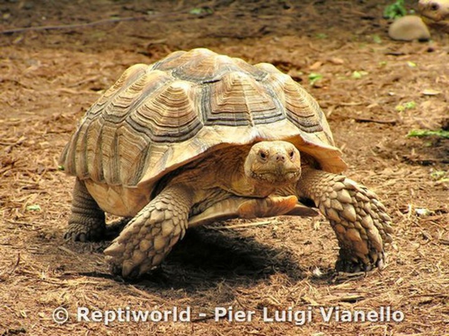 <p>Tortoises</p>
