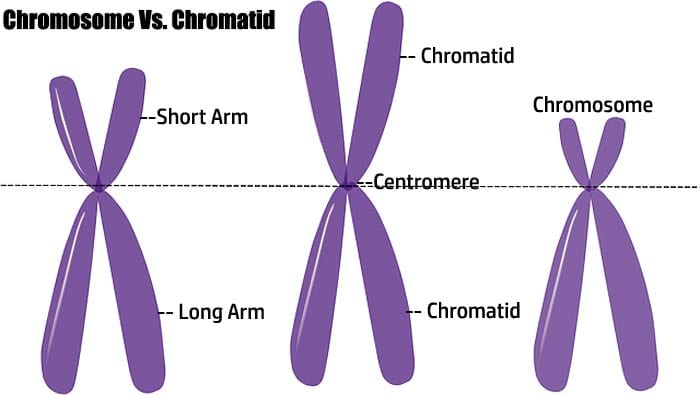 The central region where sister chromatids are joined.