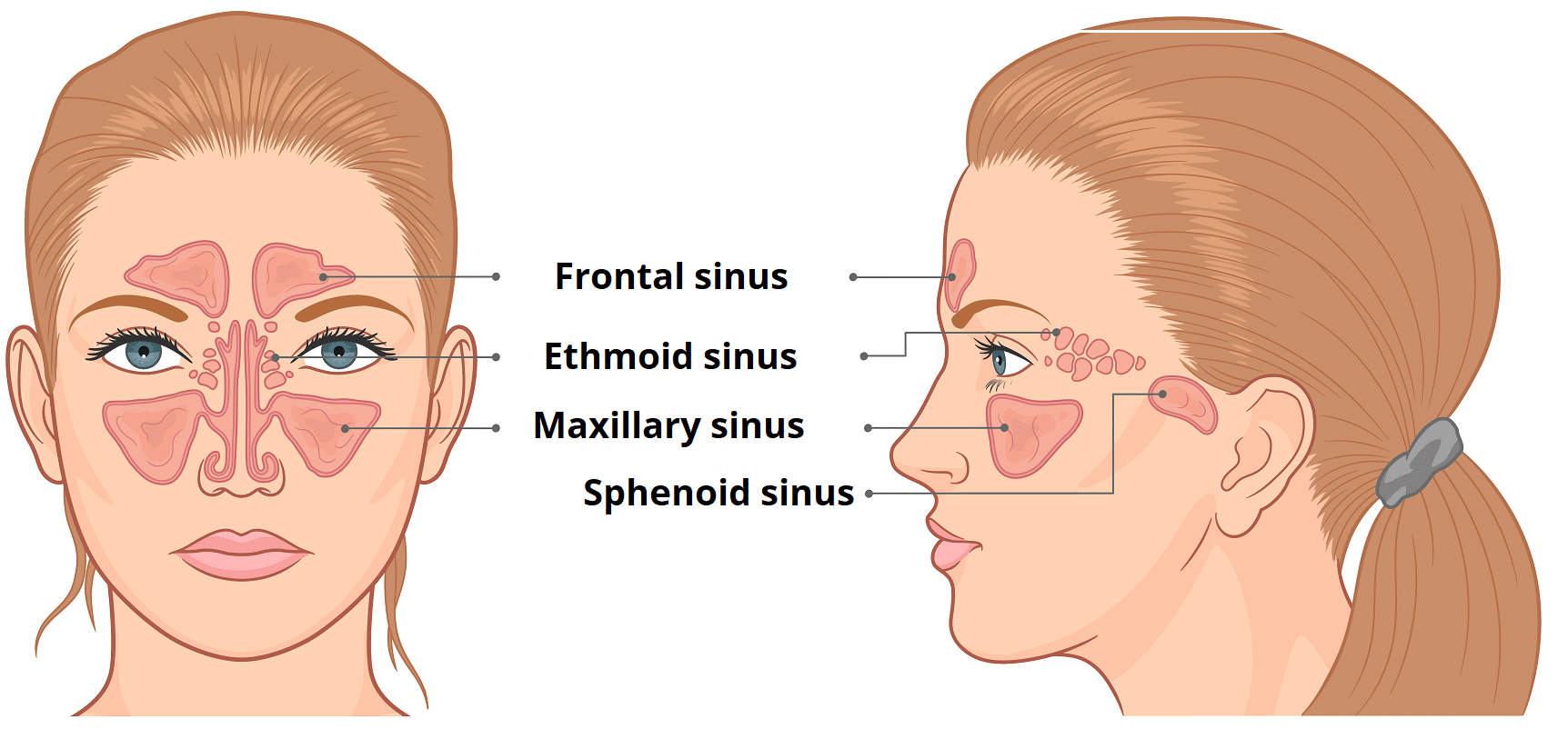 <p>Where does the maxillary sinus drain to?</p>