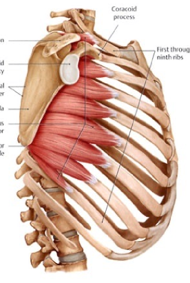 <p>O -ribs 1-9 I -medial border of scapula PA -rotates scapula so inferior angle move laterally and upwards -punching</p>