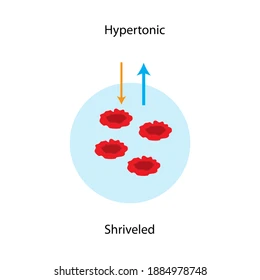 <p><span><strong>may cause an animal cell to shrivel or crenate</strong></span></p>