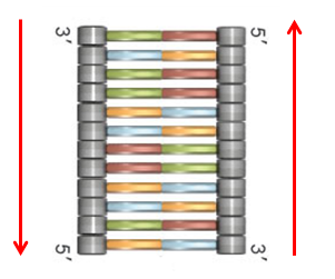 two strands held together by hydrogen bonds and double helix with sugar phosphate and nitrogen run along side each other in different directions