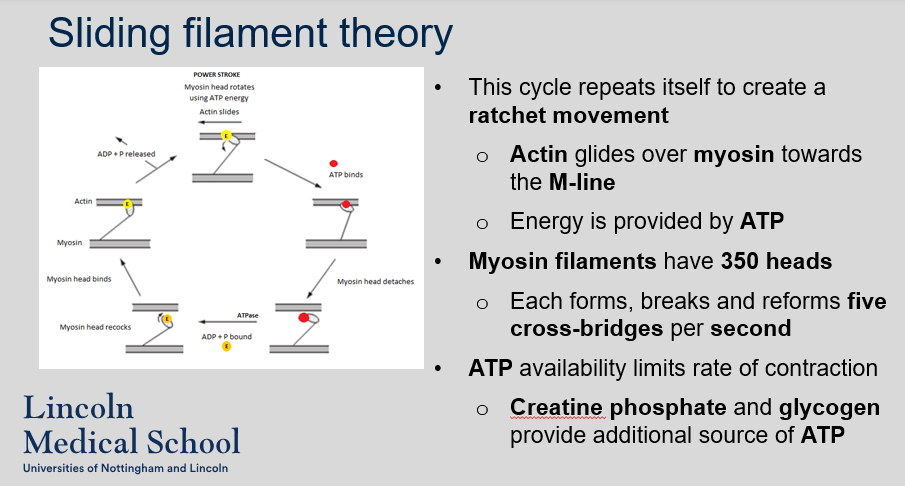 <ol><li><p>The ratchet movement refers to the repeated cycling of myosin heads binding to actin and then releasing, which causes actin to slide over myosin towards the M-line in a stepwise manner.</p></li><li><p>Energy is provided by ATP. When ATP binds to the myosin head, it becomes energized and able to bind to actin, initiating the powerstroke.</p></li><li><p>Myosin filaments have 350 heads, and each head forms, breaks, and reforms five cross-bridges per second.</p></li><li><p>The rate of muscle contraction is limited by the availability of ATP. However, additional sources of ATP such as creatine phosphate and glycogen can provide extra energy for muscle contraction.</p></li></ol>