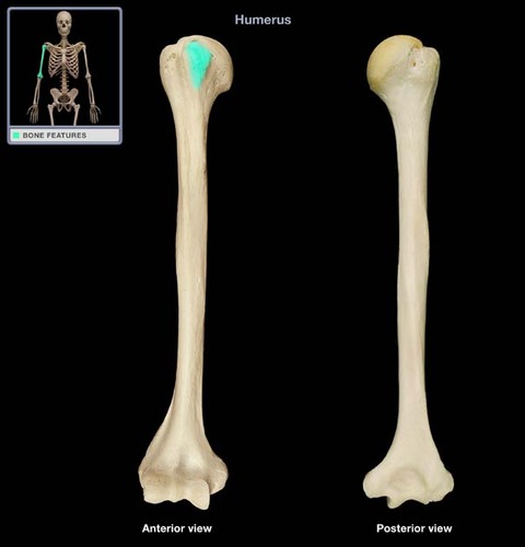more medial and inferior compared to greater tubercle