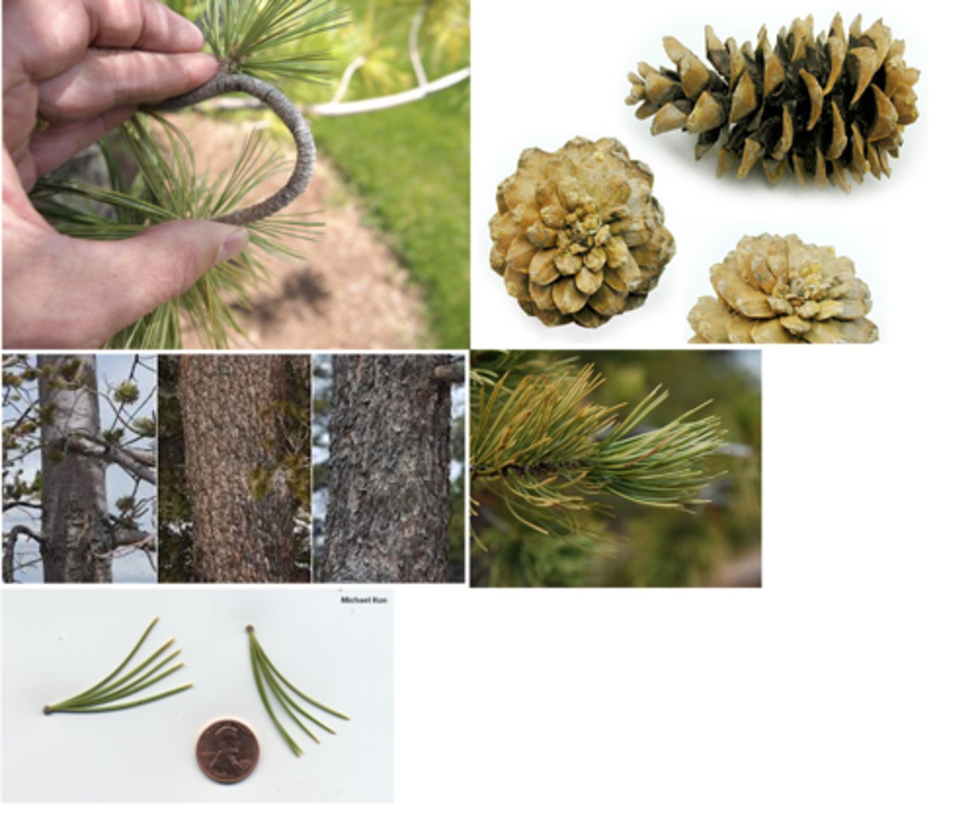 <p>Pinaceae Pinus flexilis</p>