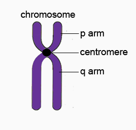 <p>The <strong>longer </strong>section of a chromosome.</p>