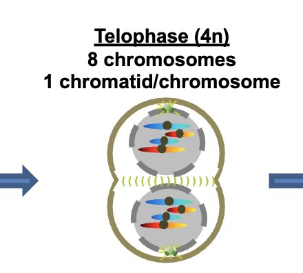 <p>Telophase 4n</p><p>8 chromosomes </p><p>1 chromatid/chromosomes per DNA molecule</p>