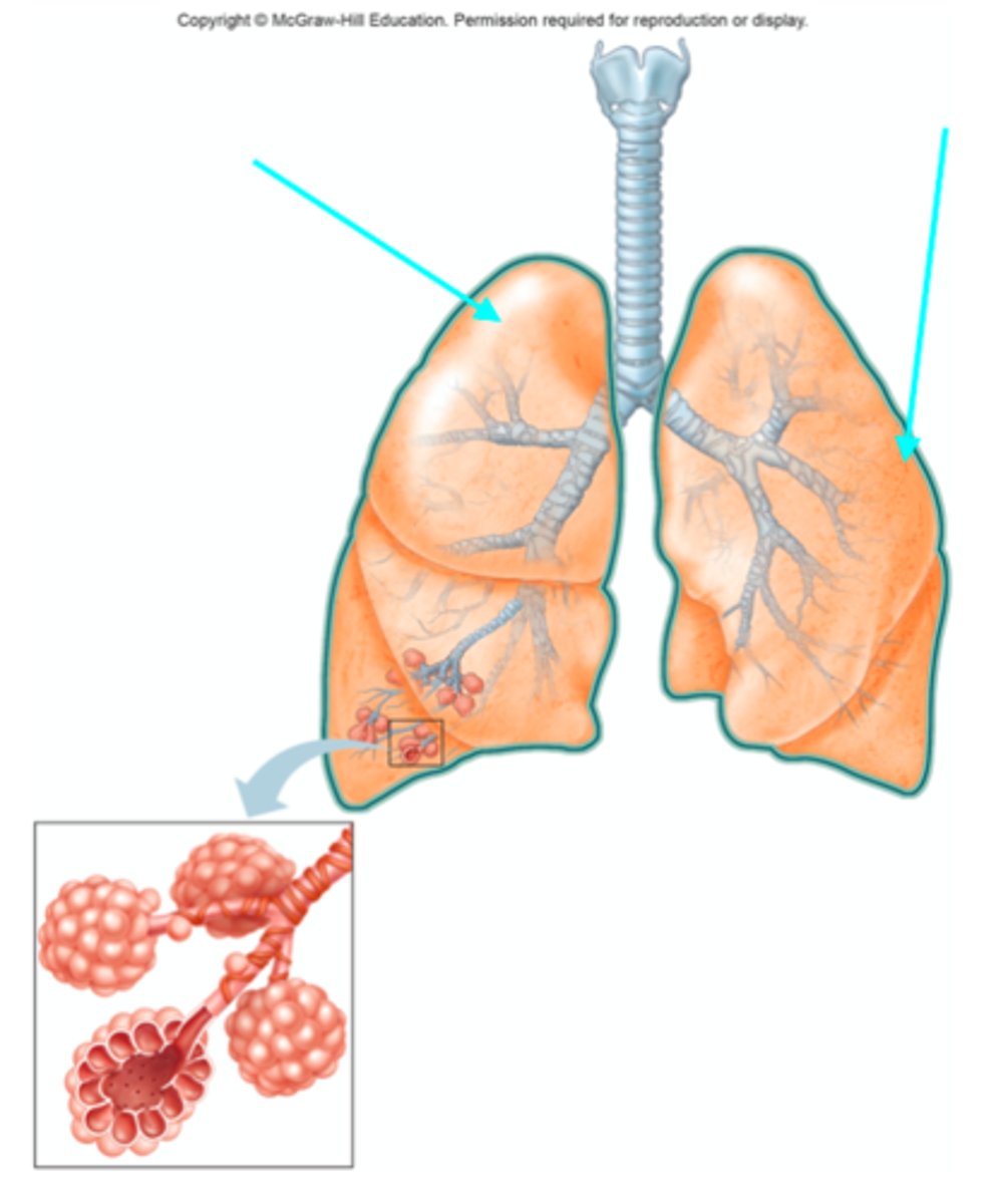 <p>What organ are the blue arrows pointing at?</p>