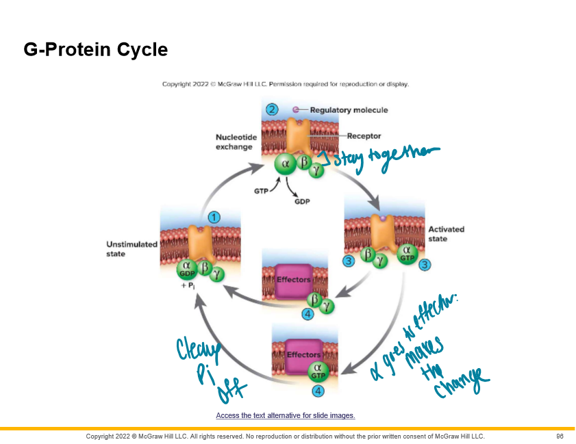 alpha, beta, and gamma
