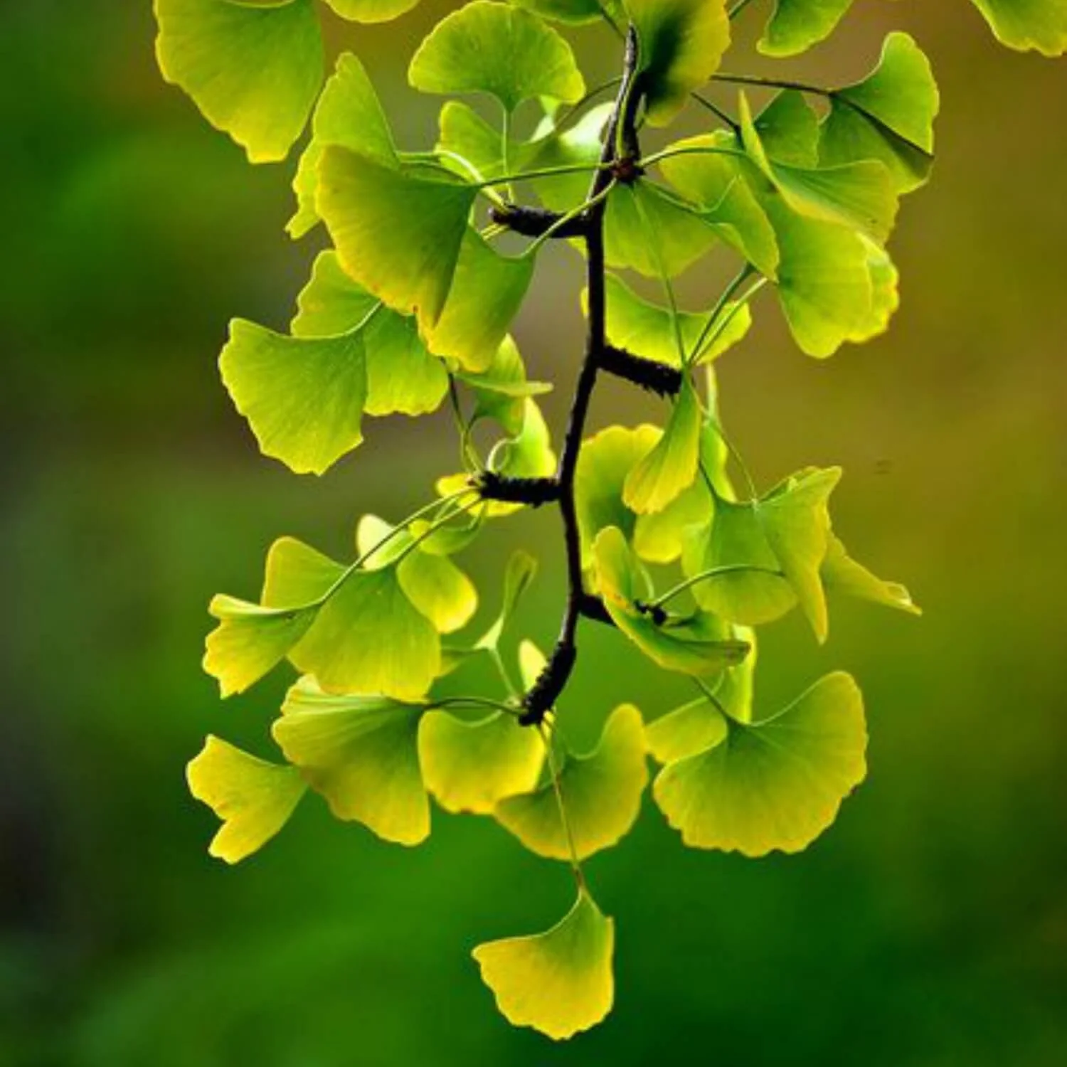 <p>gingko</p>