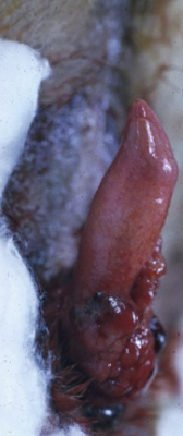 term image