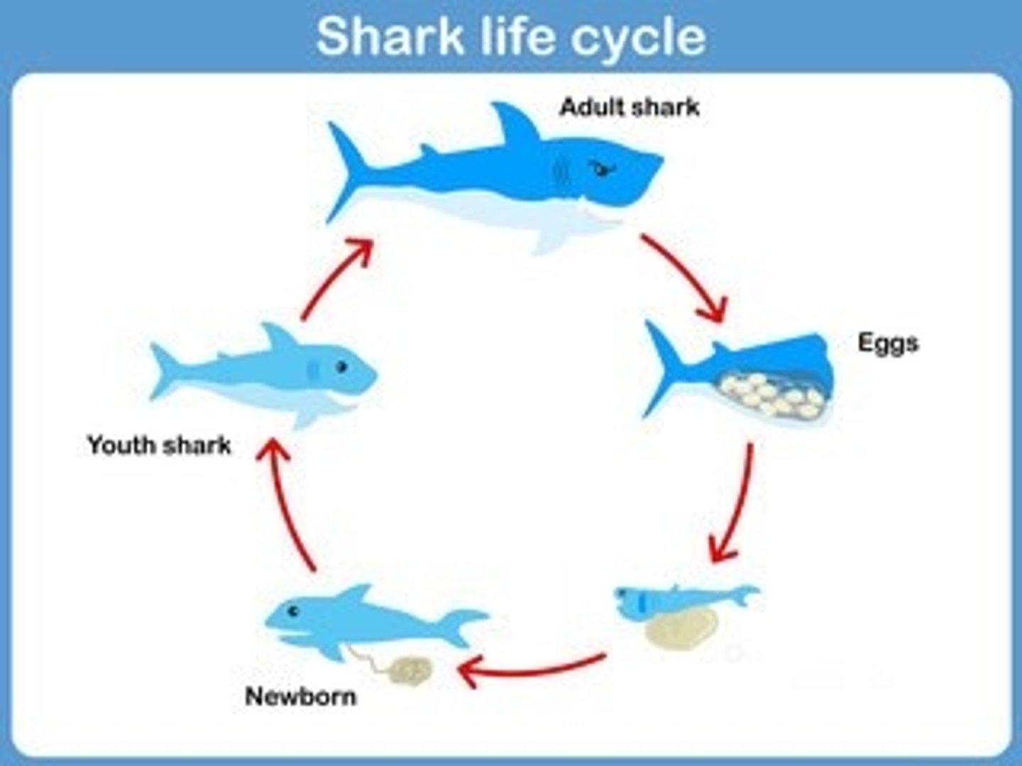<p>Internally fertilized eggs hatch and give birth to live young who continue to receive nutrients from the yolk of the egg.</p>