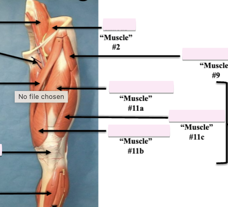 <p>Label muscle #11c</p>