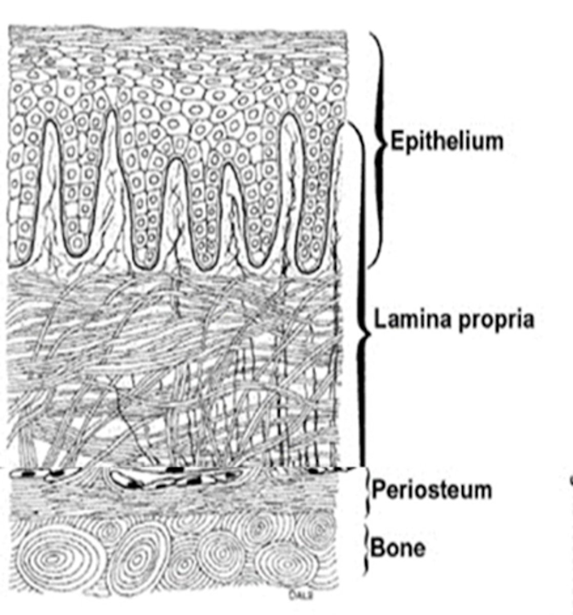 <p>mucoperiosteum </p>