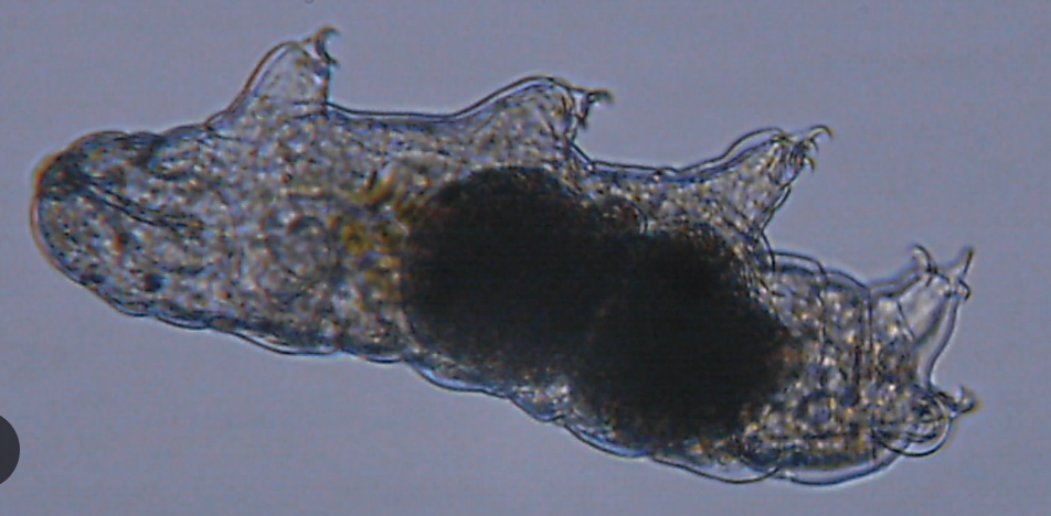 <p>Identifying characteristics of Phylum Tardigrada (Under Superphylum Ecdysozoa)</p>