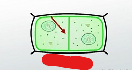 <p>A structure made up of plasma membrane and cell wall components that is built during plant cytokinesis and serves to section off 2 areas that will be new cells.</p>