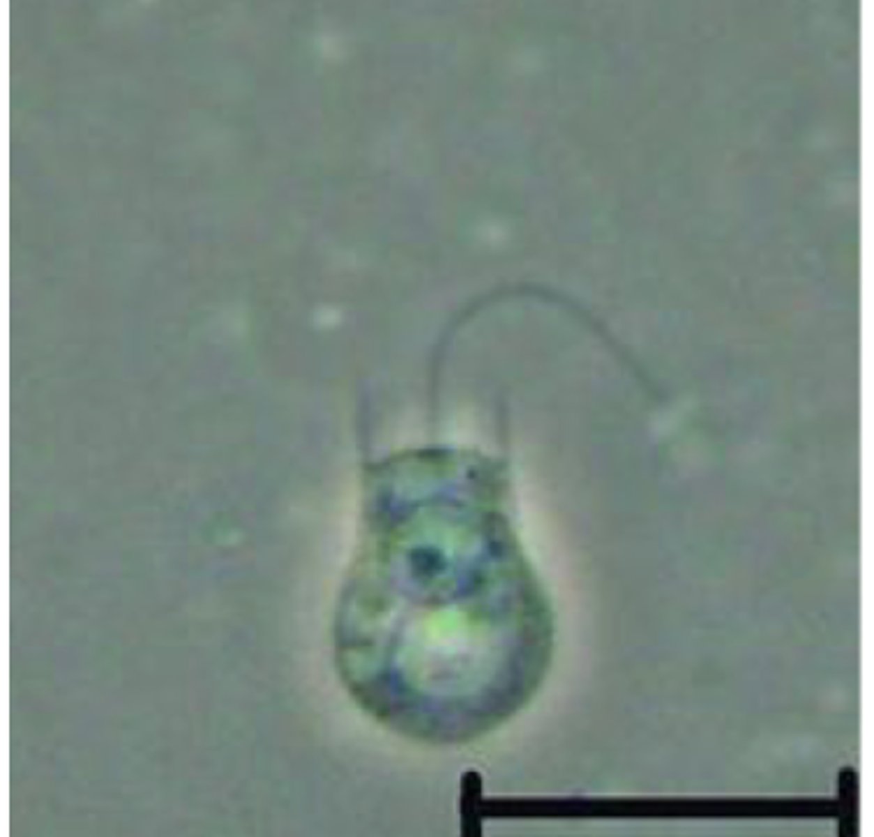 <p>- unicellular organisms</p><p>- fungi and animal common ancestor</p><p>- most like the common ancestor of sponges</p><p>- have a single emergent flagellum surrounded by a funnel-shaped, contractile collar; structure is exactly matched in sponges, which are animals</p>