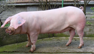 <p><strong>“Longest breed”</strong> 17 pairs of ribs, <strong>drooping ears</strong>, prolific</p>