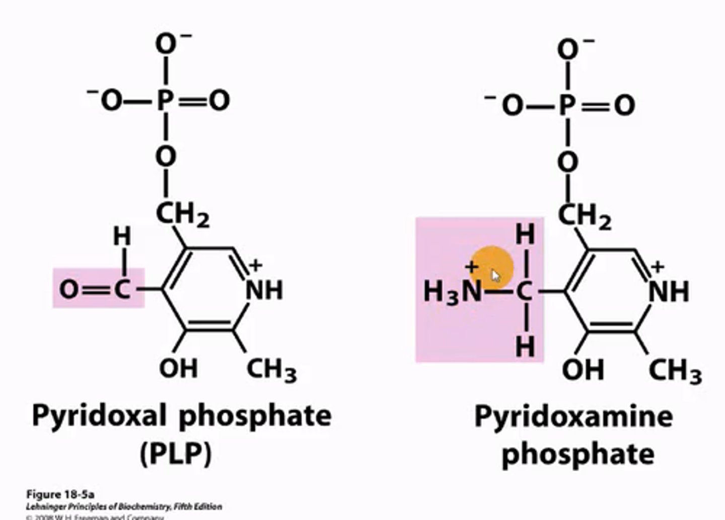 <p>PLP = Pyridoxyl Phosphate</p><p>attaches to the amine group being removed from an amino acid by aminotransferase to become pyridoxine phosphate.</p>