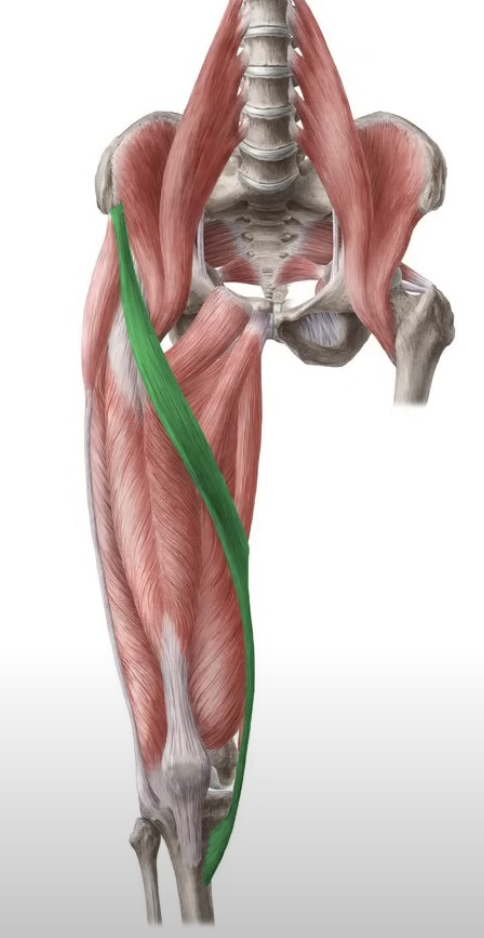 <p>flexes leg and knee, abduction</p>