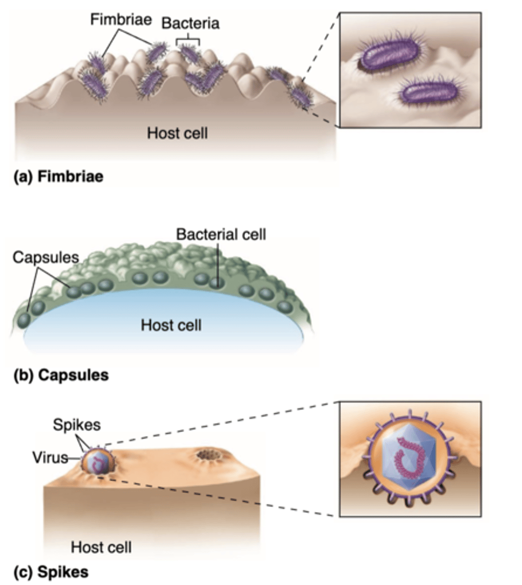 <p>allows microbes gain a stable foothold at the portal of entry; dependent on binding between specific molecules on</p><p>host and pathogen</p>