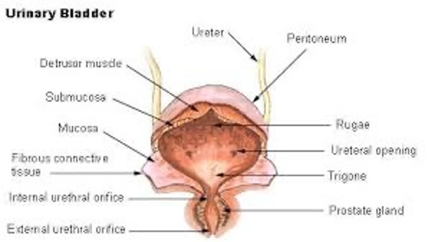 <p>Holds urine until it is released from the body</p>