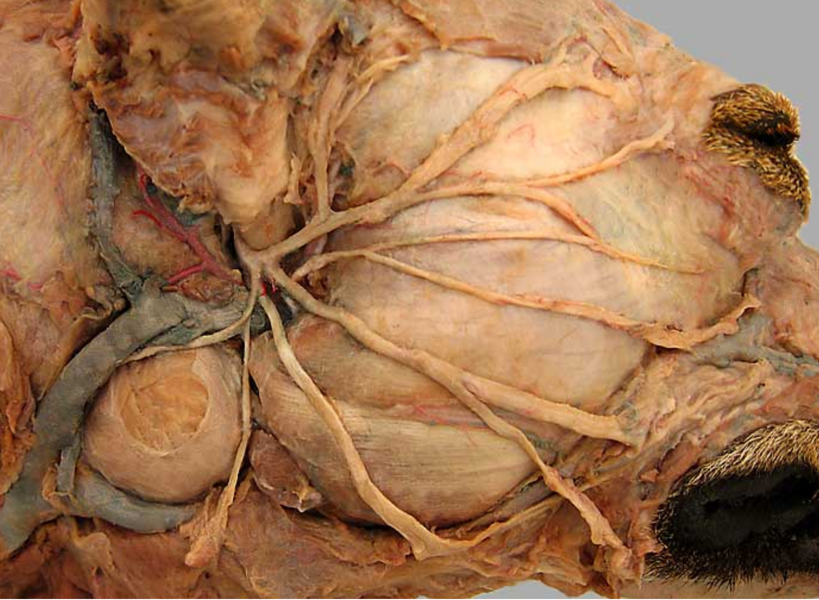 <ol start="3"><li><p>ventral buccal nerve</p></li><li><p>dorsal buccal nerve </p></li></ol><p></p><p>these are branches of the facial nerve, go acorss masseter muscle &amp; innervate muscles of cheek/lips/nose</p><p>splits into dorsal &amp; ventral around parotid duct</p>