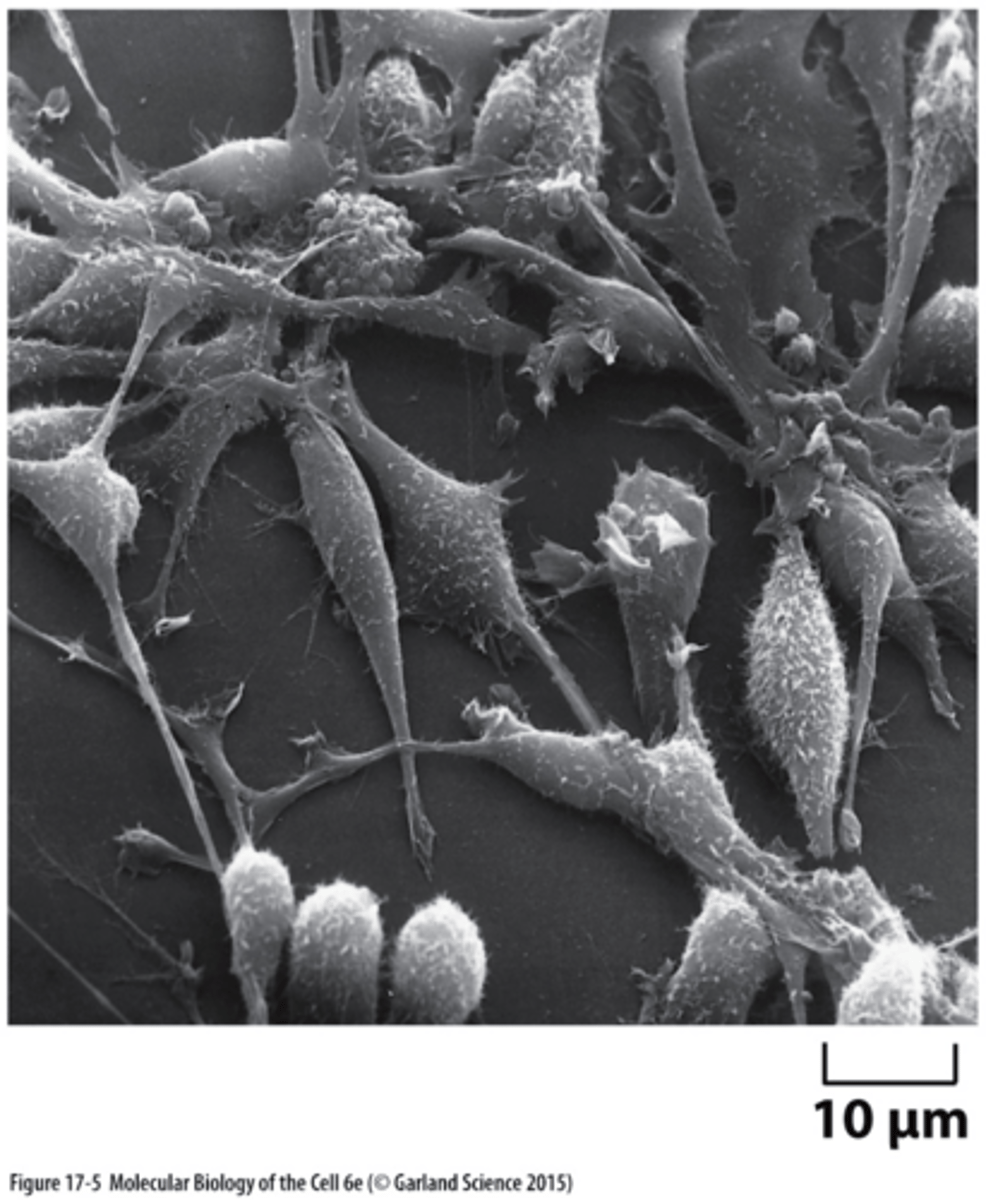 <p>How can cell cycle events be investigated?</p><p>o Give a few examples of different species and experimental approaches used.</p>
