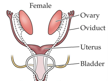 <p>One of the two precursor duct systems present zygote at 6 weeks</p><p>Potential to develop into fallopian tubes, uterus, and inner vagina</p>