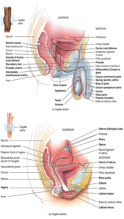 <ol><li><p>gonads</p><ul><li><p>testes in males and ovaries in females</p></li><li><p>produce gametes</p></li><li><p>egg or sperm</p></li></ul></li><li><p>ducts</p><ul><li><p>function in the transportation and storage of gametes</p></li><li><p>allows for transport</p></li></ul></li><li><p>accessory glands</p><ul><li><p>produce secretions that lubricate gamete passageways and support gametes</p><ul><li><p>nutrients and buffer</p></li><li><p>need to be able to support the gamete</p></li></ul></li></ul></li></ol><p></p>