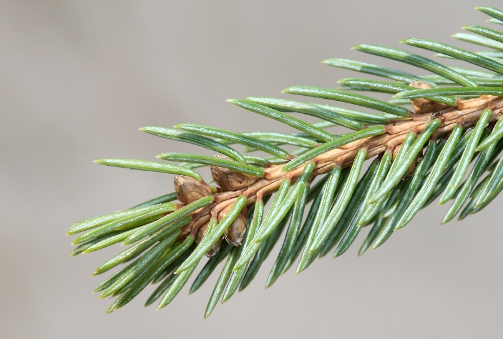 <p><strong>Spruce (<em>Picea spp.</em>)</strong></p><ul><li><p class="">Needles: sharp, square, roll between fingers</p></li><li><p class="">Grow all around twig, point upward</p></li><li><p class="">Needles come off with bark</p></li><li><p class="">Cones hang downward</p></li><li><p class="">Norway spruce: traditional Christmas tree</p></li></ul><p></p>