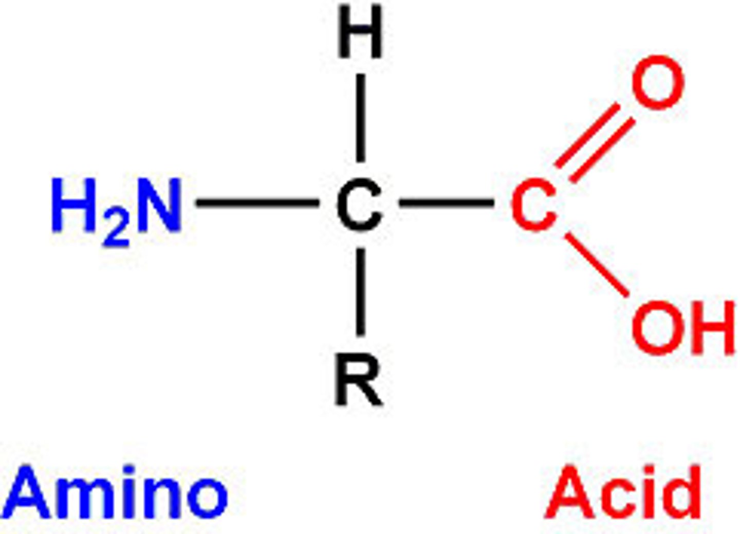 <p>nitrogen bonded to two hydrogens;one part of an amino acid</p>