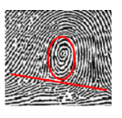 <p><span>Draw a line between the two deltas,&nbsp;if none of the center core touches the line, it is a central pocket whorl</span></p>