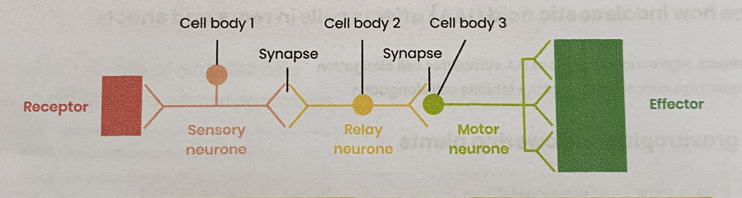 <ul><li><p><strong>Rapid</strong> as only 3 neurones and few synapses (synaptic transmission is slow)</p></li><li><p>Autonomic (doesn’t involve conscious regions of brain) so <strong>doesn’t have to be learnt </strong></p></li><li><p>Protects from harmful stimuli e.g. <strong>escape predators/ prevents damage to body tissues </strong></p></li></ul><p></p>