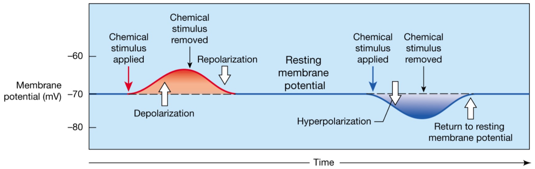 <p>The membrane returns to its resting membrane potential -Same for graded</p>