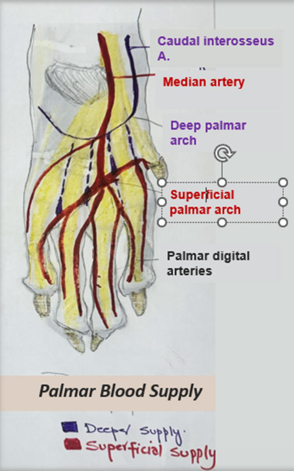 <p>Superficial Supply:</p><ul><li><p class="">Median artery → Superficial palmar arch </p></li></ul><p>Deep Supply:</p><ul><li><p class="">Caudal interosseous artery → Deep palmar arch </p></li></ul><p>At the Metacarpophalangeal Joint, these arches give rise to palmar common digital arteries → palmar digital arteries supplying the individual digits → Abxial + Axial</p><p></p>