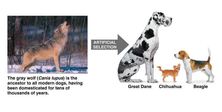 How does evolution affect our daily
lives?
