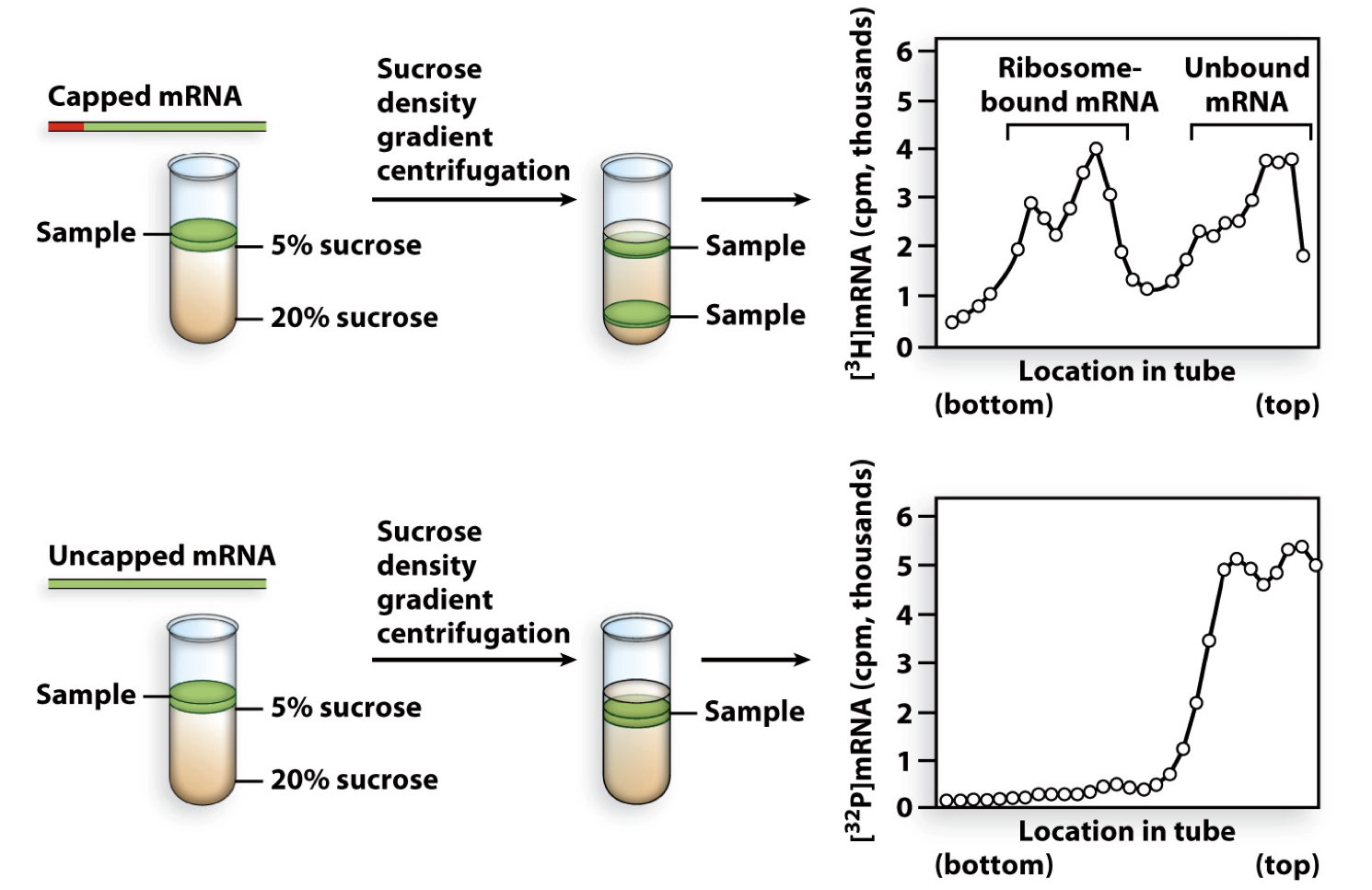 <ul><li><p>experiment showed that capped mRNA gets bound to ribosome</p></li><li><p>uncapped mRNA does not bind ribosomes </p></li><li><p>therefore the 5’cap is necessary for ribosome binding</p></li></ul>