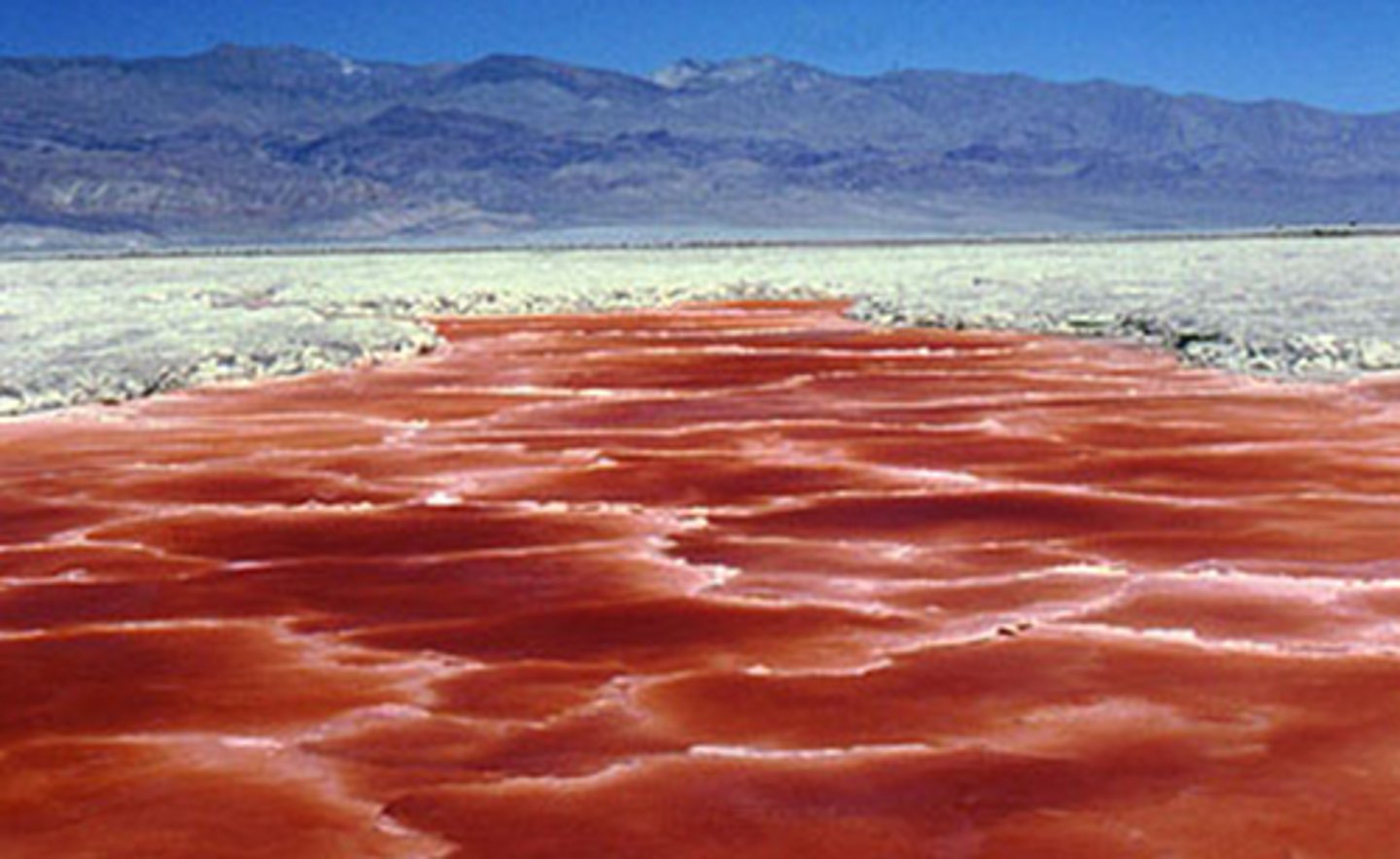 <p>Archaea that live in extreme environments.</p>