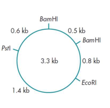 <p>What would be the sizes of the fragments that you would expect to find if you</p><p>cut this plasmid with (a) BamHI, (b)EcoRI, (c) both BamHI and EcoRI together?</p>
