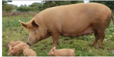 <p>SWINE BREEDS: what is the breed, origin, color, body, and traits?</p>