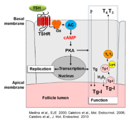 <p>1) TSH (released via pituitary gland) binds to Gs-protein coupled receptors on the surface of thyroid cells leading to the production of cAMP which activates PKA 🡪 CREB activation (TF) </p><p>2) This leads to an increased replication of thyroid cells and it also induces the synthesis and release of thyroid hormones into the bloodstream.</p>