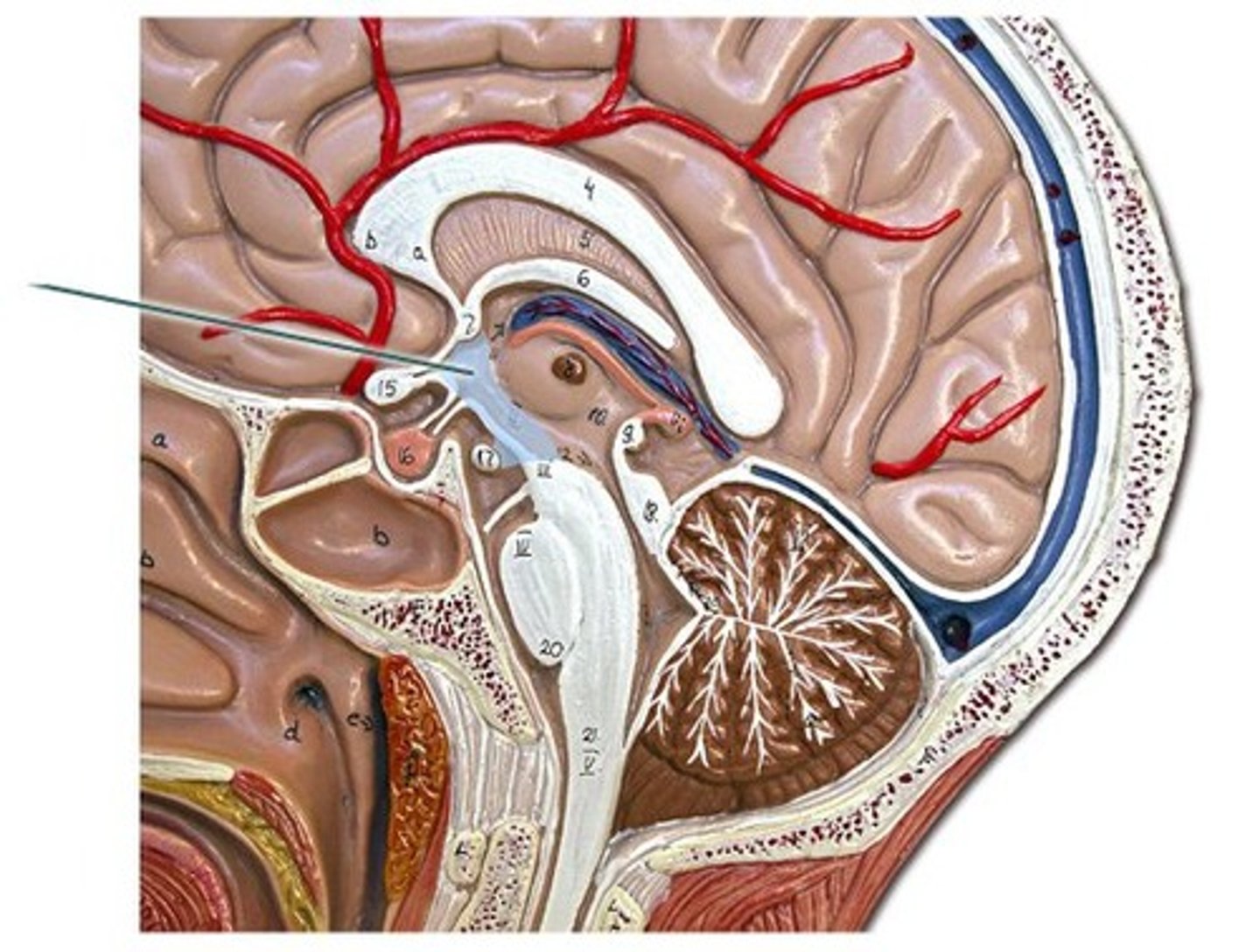 knowt flashcard image