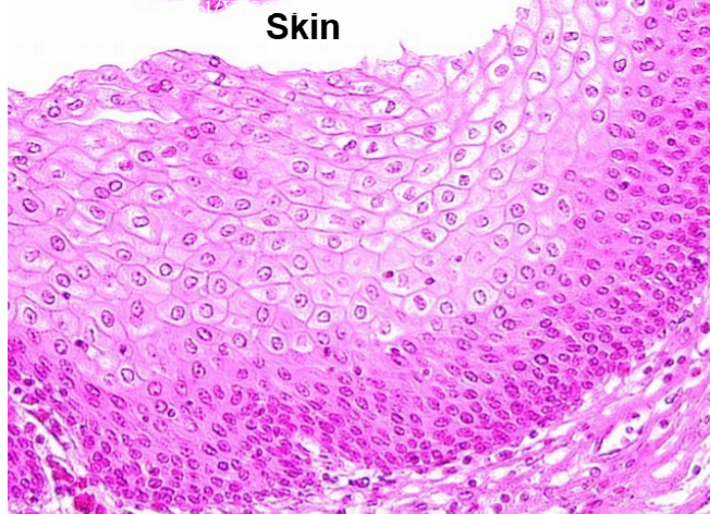 <p>What type of epithelium is this?</p>