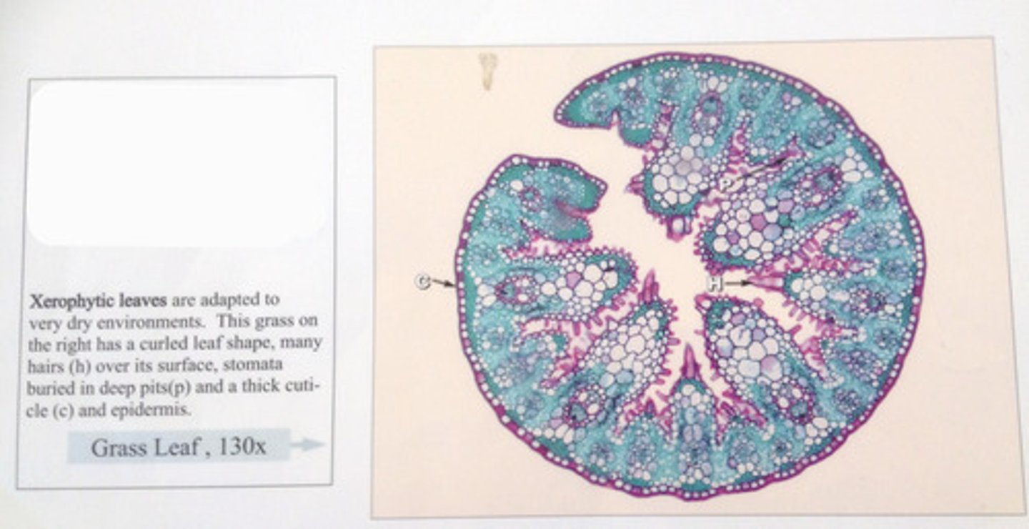<p>what kind of a cell is this</p>